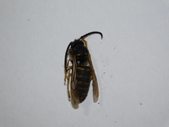 Vespula vulgaris