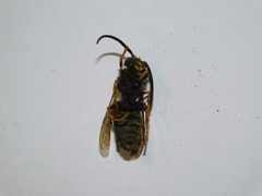 Vespula vulgaris