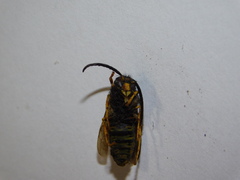 Vespula vulgaris