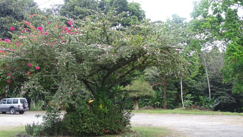 Image of Calliandra surinamensis by no rights reserved