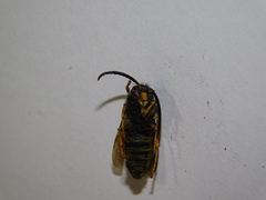 Vespula vulgaris