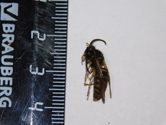 Vespula vulgaris