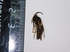Vespula vulgaris