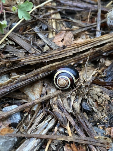 Cepaea nemoralis