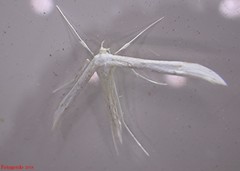 Hellinsia homodactylus