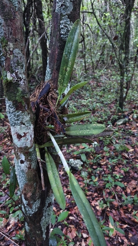 Rhyncholaelia digbyana, photograph 5