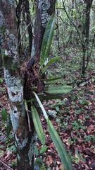 Rhyncholaelia digbyana, photograph (c) Sebastián de Jesús Herrera Buenfil, some rights reserved (CC BY)