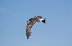 Ichthyaetus hemprichii