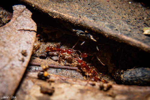Leptogenys myopsLeptogenys myops