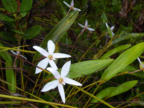 Dendrobium centrale