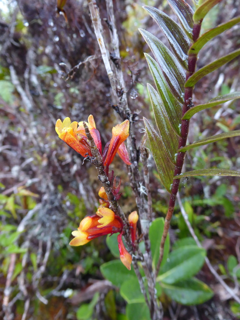 Dendrobium subclausum