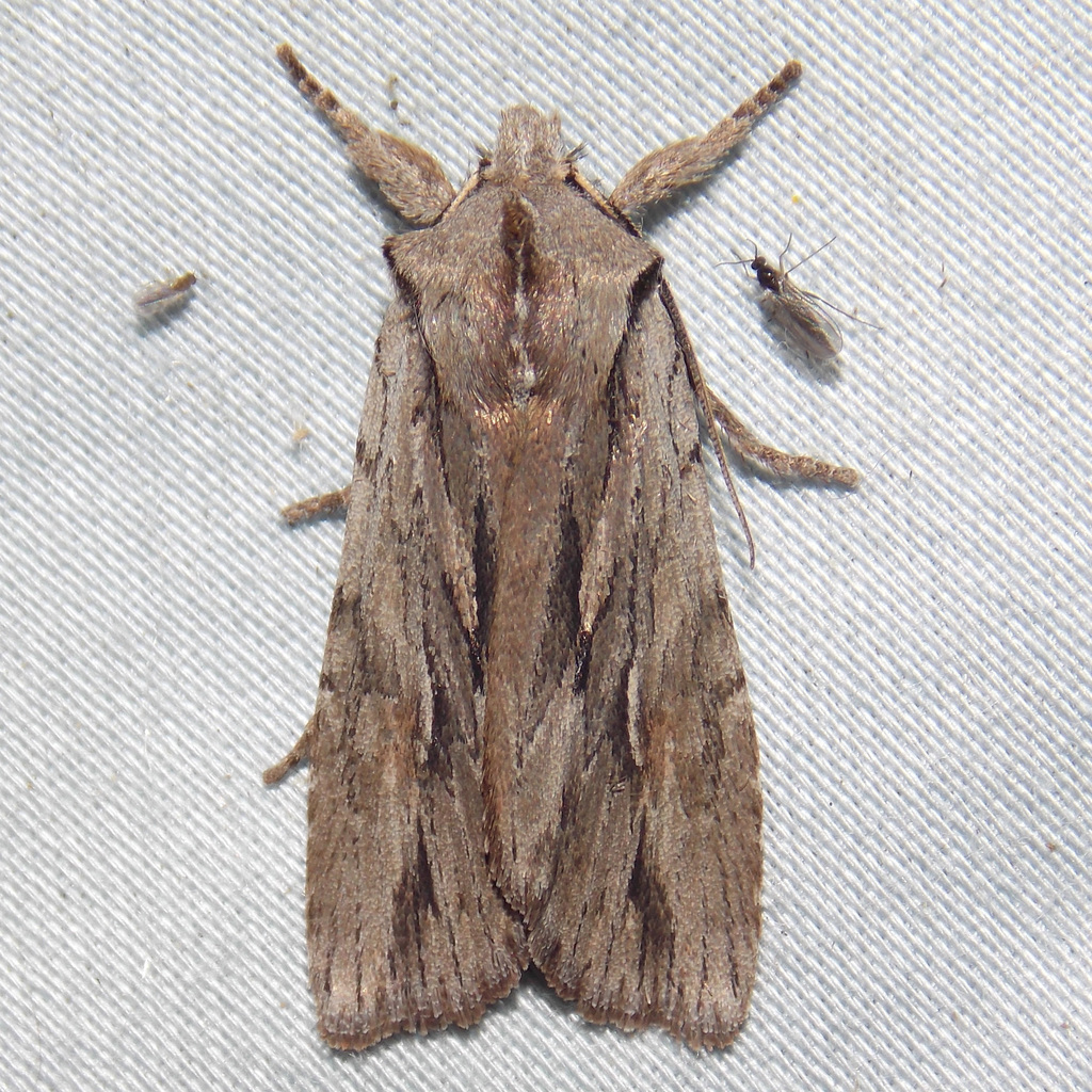 Canadian Cedar Pinion