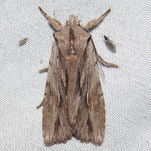 Canadian Cedar Pinion