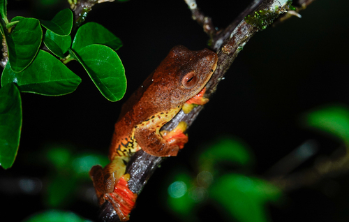 Gliding Tree Frog, Rhacophorus pardalis