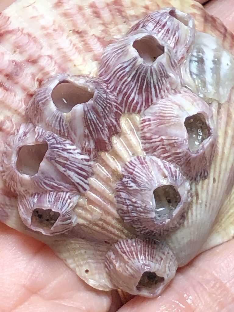 Balanidae