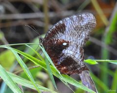 Elymnias pealii