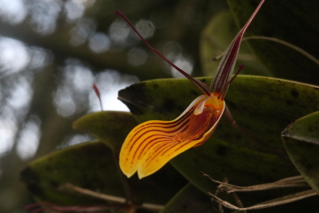 Restrepia brachypus