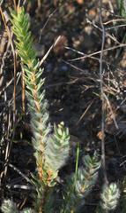 Leucadendron stellare