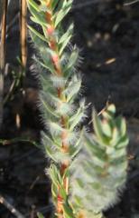 Leucadendron stellare