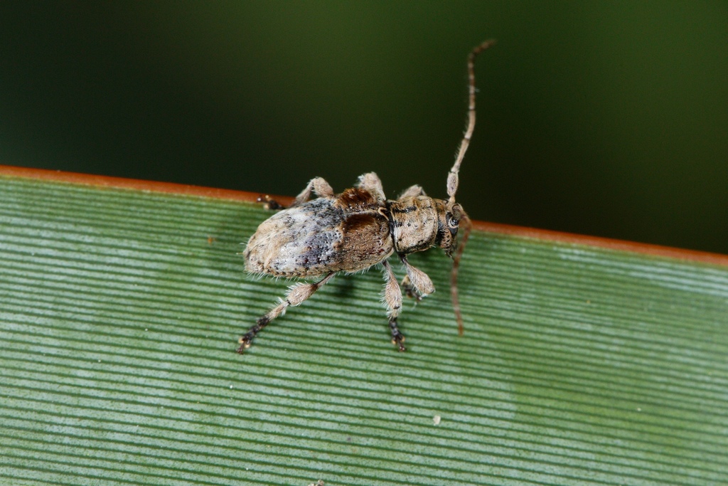 Hybolasius crista