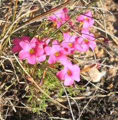 Oxalis droseroides