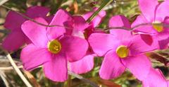Oxalis droseroides