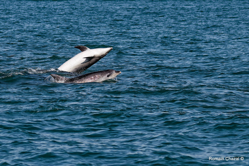 Tursiops truncatus