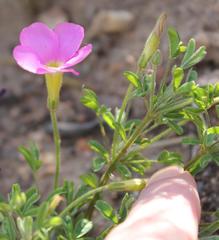 Oxalis droseroides