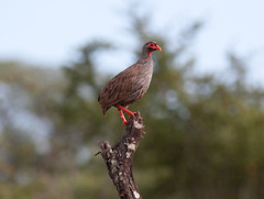 Pternistis afer cranchii