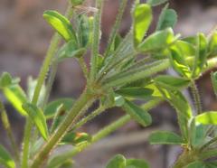 Oxalis droseroides
