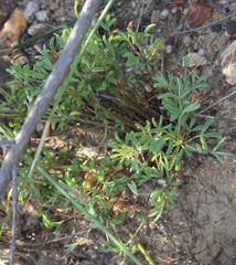 Oxalis droseroides