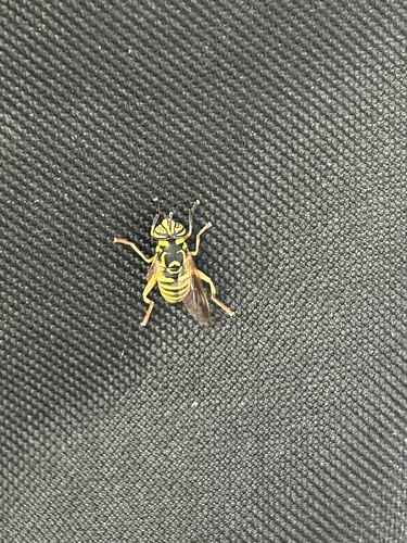 iNaturalist observation photo of Interrupted Hornet Fly
