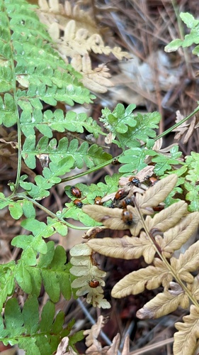 iNaturalist observation photo of Convergent Lady Beetle