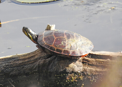 Painted Turtle