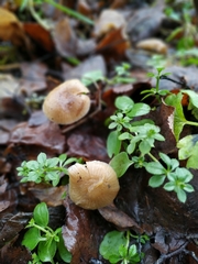 Meottomyces dissimulans