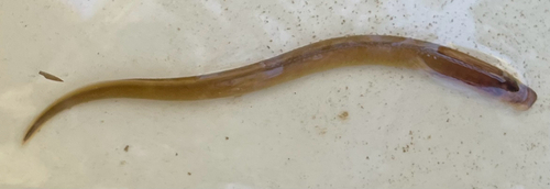 Southern brook lamprey (Ichthyomyzon gagei) — Petromyzontidae — 3