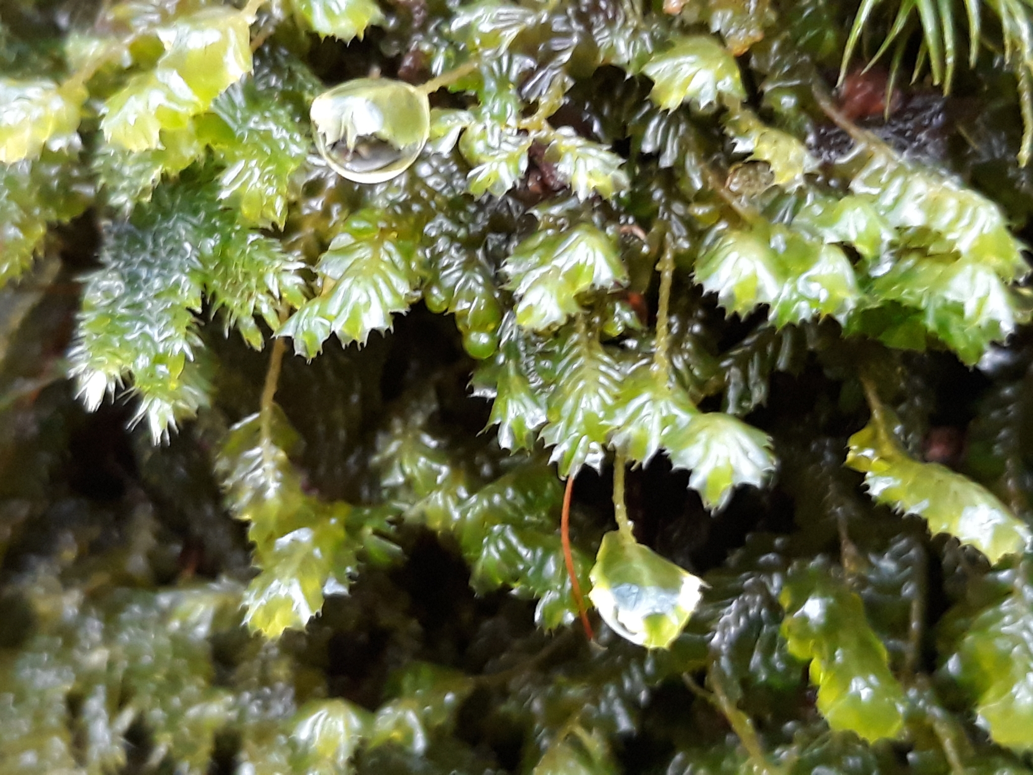 Plagiochila spinulosa