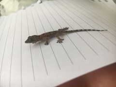 Hemidactylus mabouia