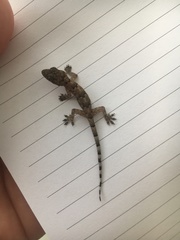 Hemidactylus mabouia