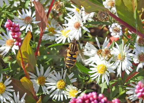 Unknown species found near Hunter Mill District, VA, USA