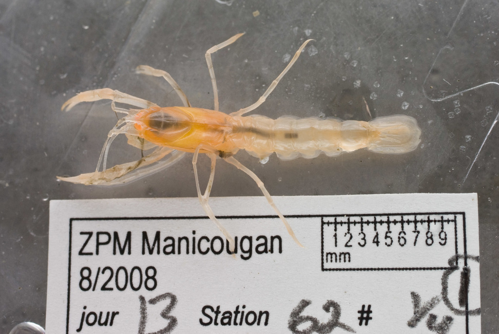 Axiidean Shrimps