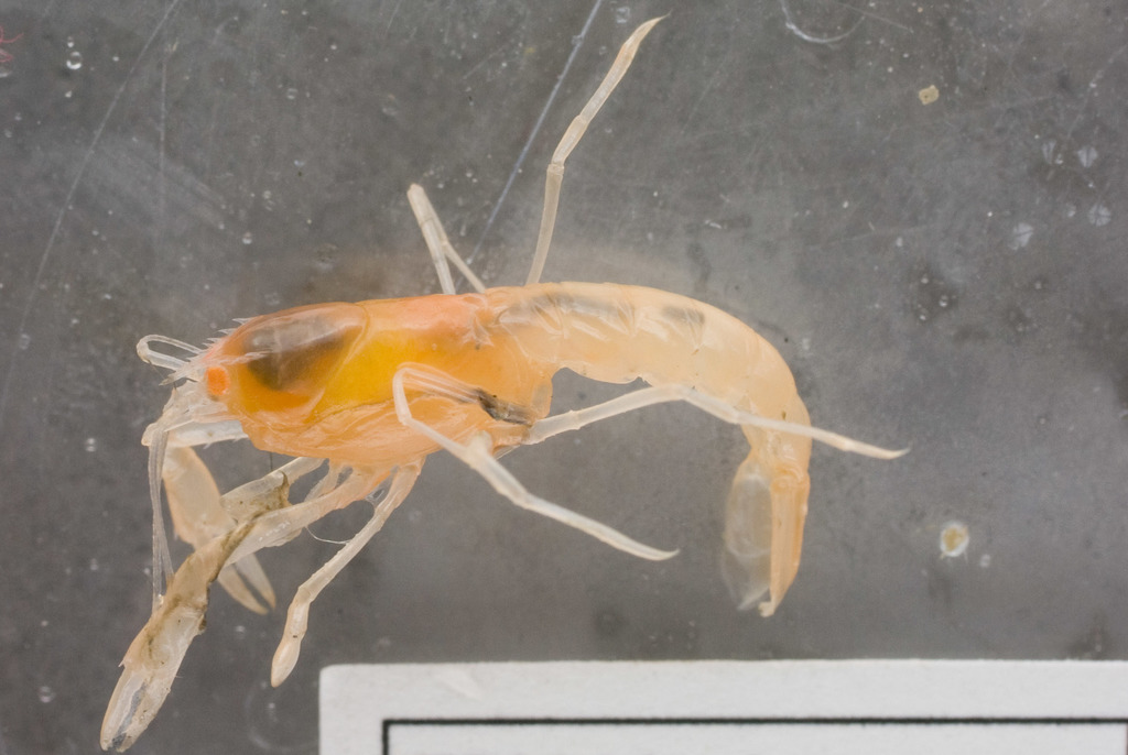 Calocaris