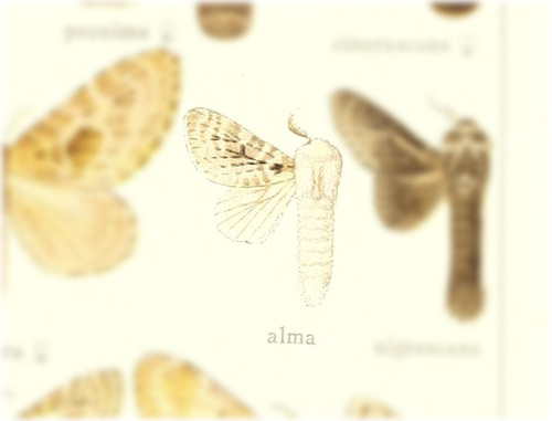 Titya alma