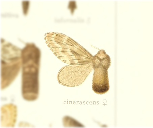 Titya cinerascens