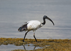 Threskiornis aethiopicus