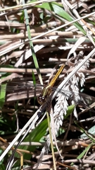 Erythrodiplax melanorubra