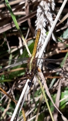 Erythrodiplax melanorubra