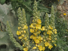 Verbascum macrurum