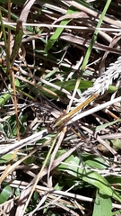 Erythrodiplax melanorubra