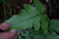 Stegnogramma wilfordii